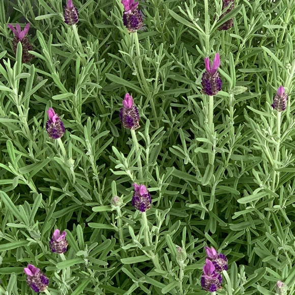 Meet your Posher, Carmen - Picture 1 of 1